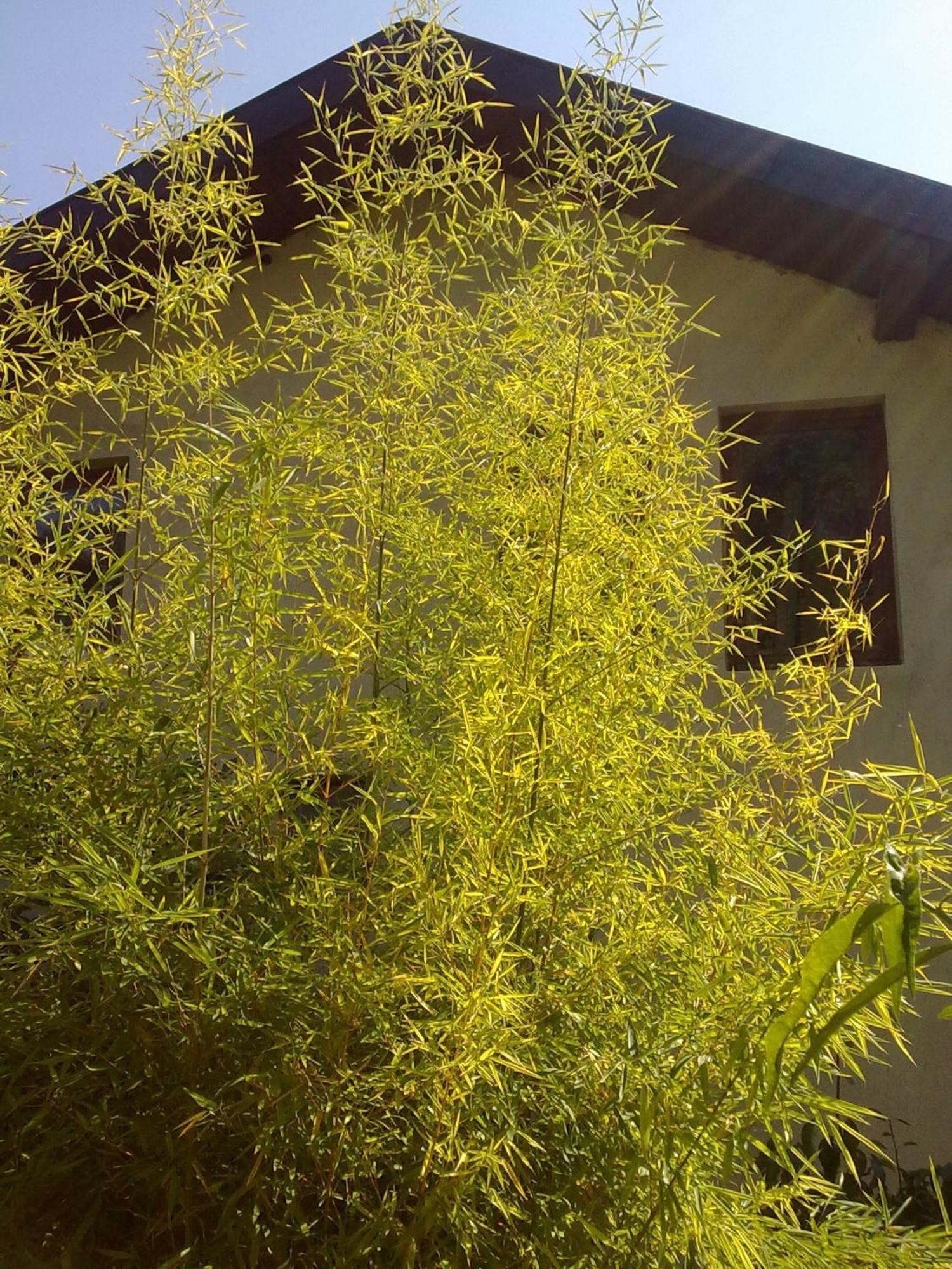 Villa Elfi Golden Sands Esterno foto